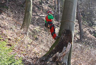 Baum fällen, Obstbaumschnitt und Baumpflege in Dresden, ausgeführt von Höhen- & Holzarbeiten.